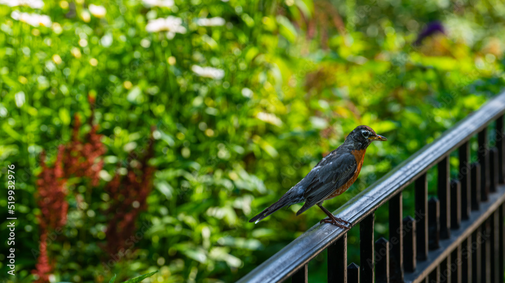 Obraz premium An American robin in Riverside Park