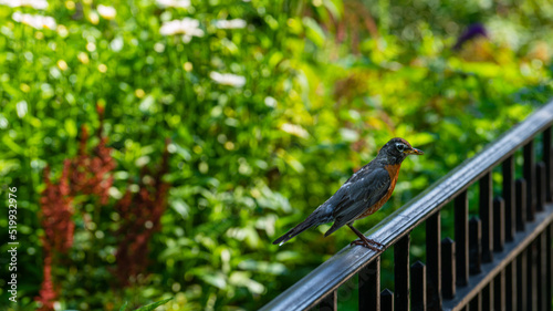 An American robin in Riverside Park