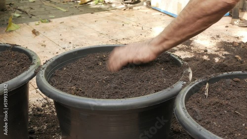 Wallpaper Mural hand preparing soil in big pot for gardening young hemp cannabis marihuana. southeast asia life Torontodigital.ca