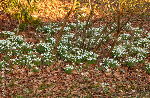 Field of white flowers growing in a park, forest, or backyard outside in spring for landscape background. Delicate snowdrop blooms in a quiet, peaceful and empty meadow with brown leaves in nature