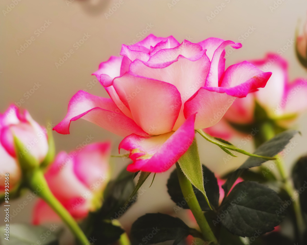 Beautiful, bright pink Tea or Miniature rose flower growing and blossoming in a vase or home garden. Isolated closeup of Rosa hybrida nature plants blooming with green leaves and bokeh background.