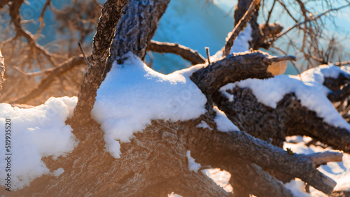 Lens flare on the snow-covered tree