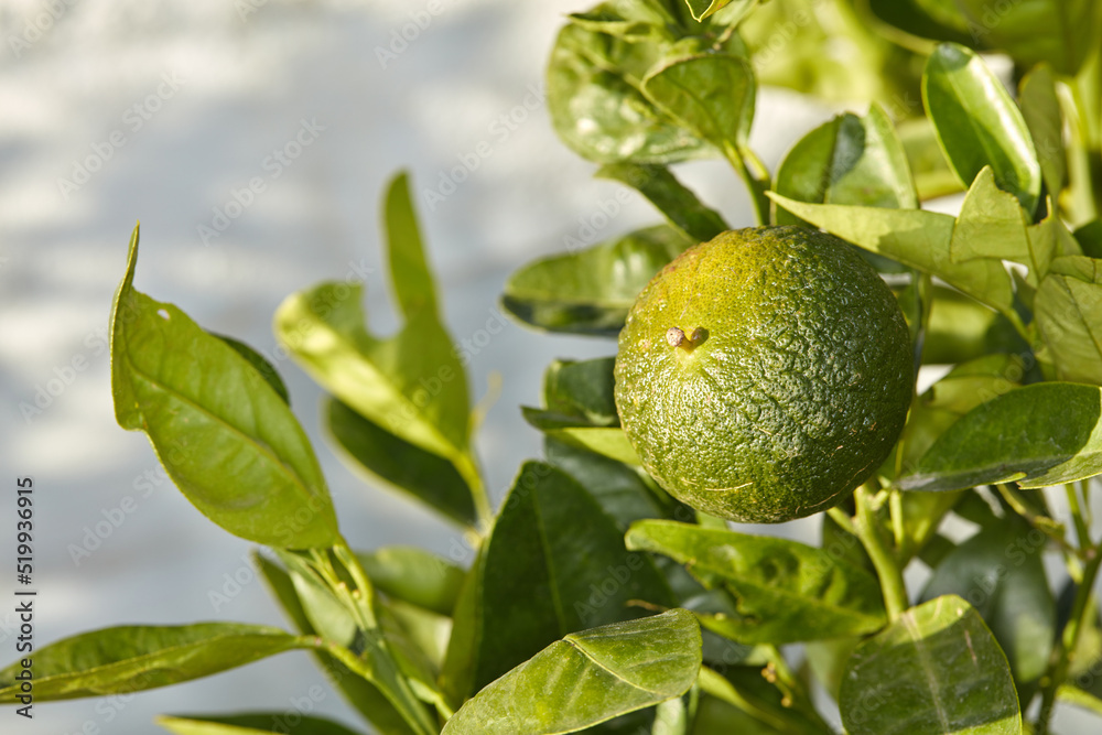 Closeup of green fruit growing on a tree on a sunny day. Zoom in on texture and details of a lime, ready to be picked on a sustainable organic farm in the countryside. Macro view of citrus in nature