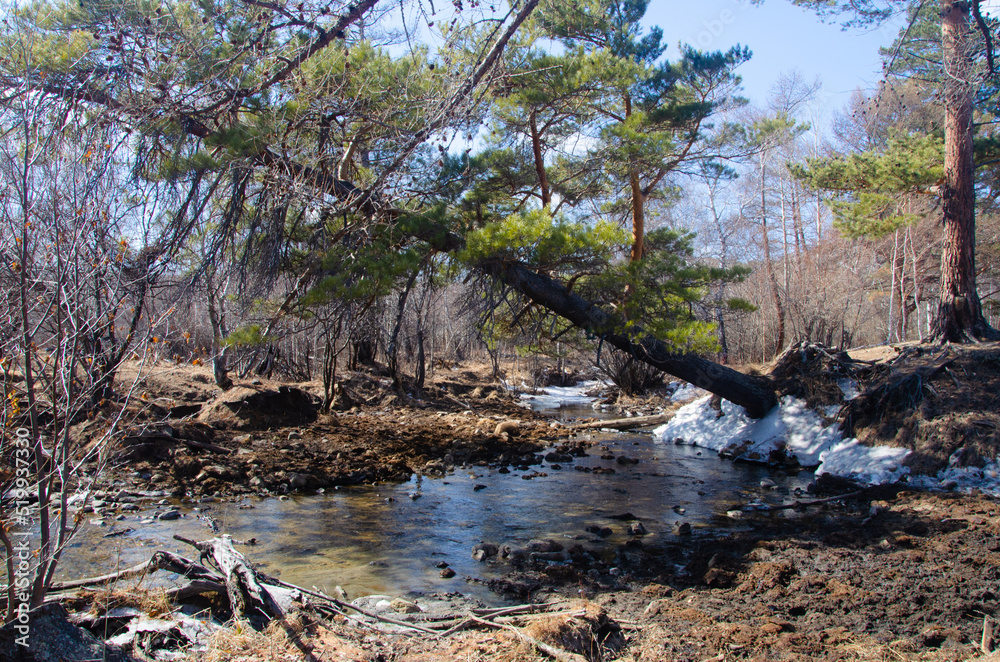 An almost fallen pine tree leans over the creek. Spring forest landscape. An almost fallen pine tree leans over the creek. Spring forest landscape.
