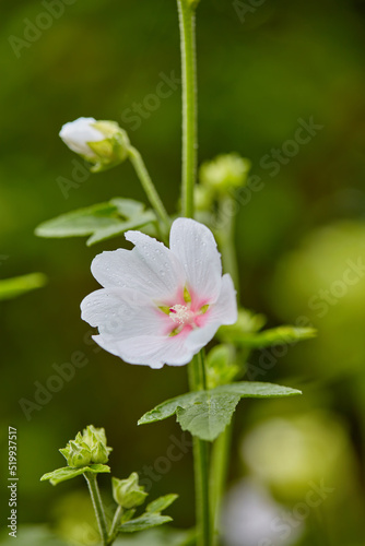 Fototapeta Naklejka Na Ścianę i Meble -  Beautiful, colorful and pretty flower with white petals growing in a lush green garden on a sunny day. Natural spring beauty in nature. Closeup of Althaea officinalis or marsh mallow in the meadow