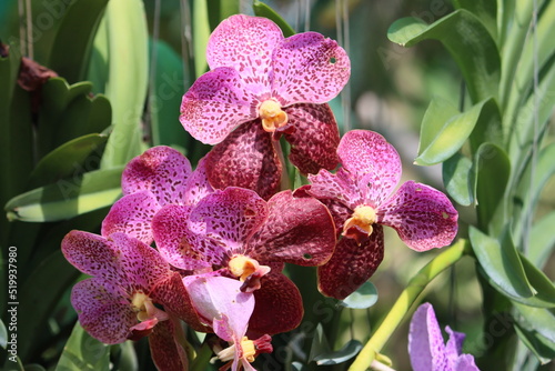 Cambodia. Vanda sanderiana is a species of orchid. It is commonly called Waling-waling in the Philippines and is also called Sander's Vanda, after Henry Frederick Conrad Sander, a noted orchidologist. photo