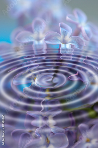 Artistic  creative and cgi water ripples with vibrant  blue and beautiful lilac flowers. Closeup texture detail of soothing  calming and peaceful liquid effect from raindrops with wave pattern