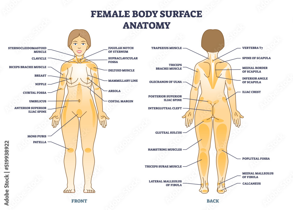 Female body surface general anatomy with medical anatomy outline