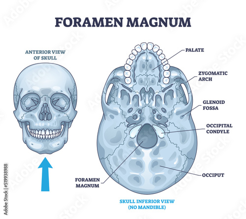 Foramen magnum skeletal bone hole in human skull anatomy outline diagram. Labeled educational scheme with inferior palate, zygomatic arch, glenoid fossa or occipital condyle view vector illustration. photo