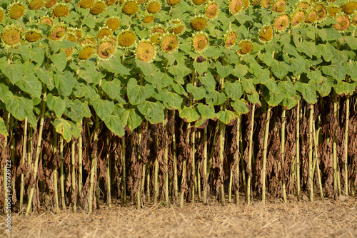 Sunflower field ready for harvest in morning light, Neuchatel Region, Switzerland photo