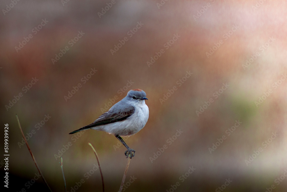 Fototapeta premium sleepyhead with a reddish neck