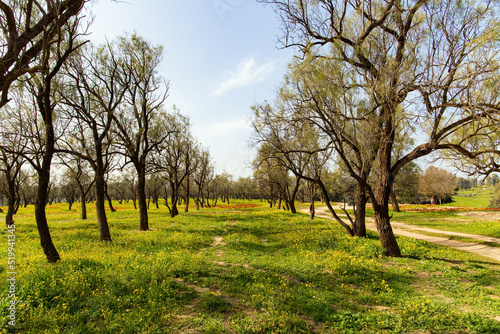 Green spring in Israel