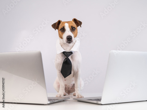 Dog Jack Russell Terrier dressed in a tie sits between two laptops on a white background.