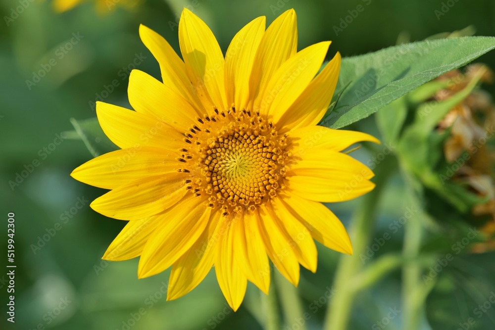 flower, 해바라기, yellow, 네이처, 여름, 식물
