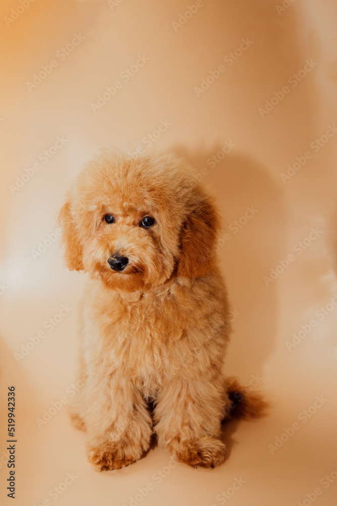 A small red poodle on an orange background after grooming. Front view A small red poodle on an orange background after grooming. Front view