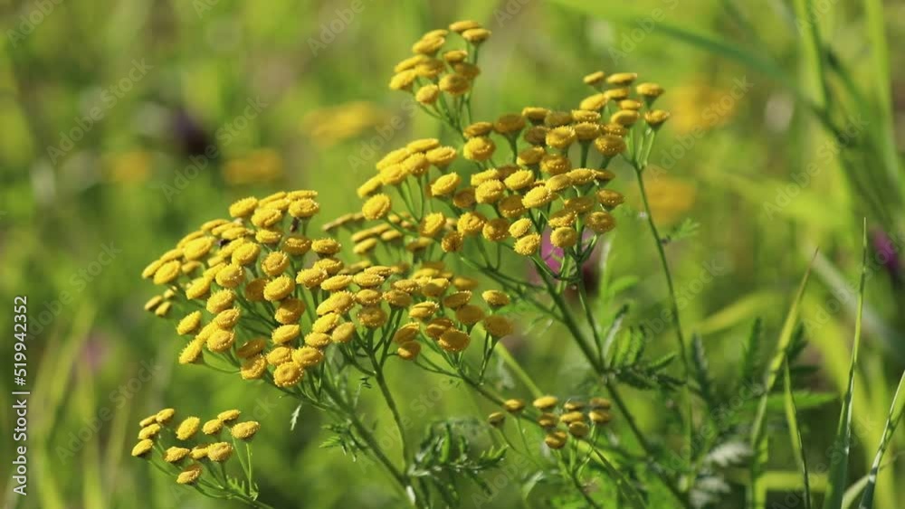Tanacetum vulgare. Flowering of tansy in summer in the north of Siberia Tanacetum vulgare. Flowering of tansy in summer in the north of Siberia