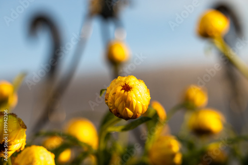 closeup strawflower or xerochrysum bracteatum photo