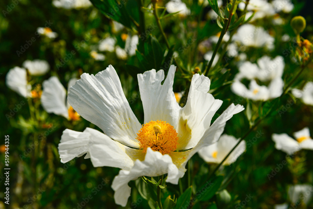 Obraz premium white and yellow flowers