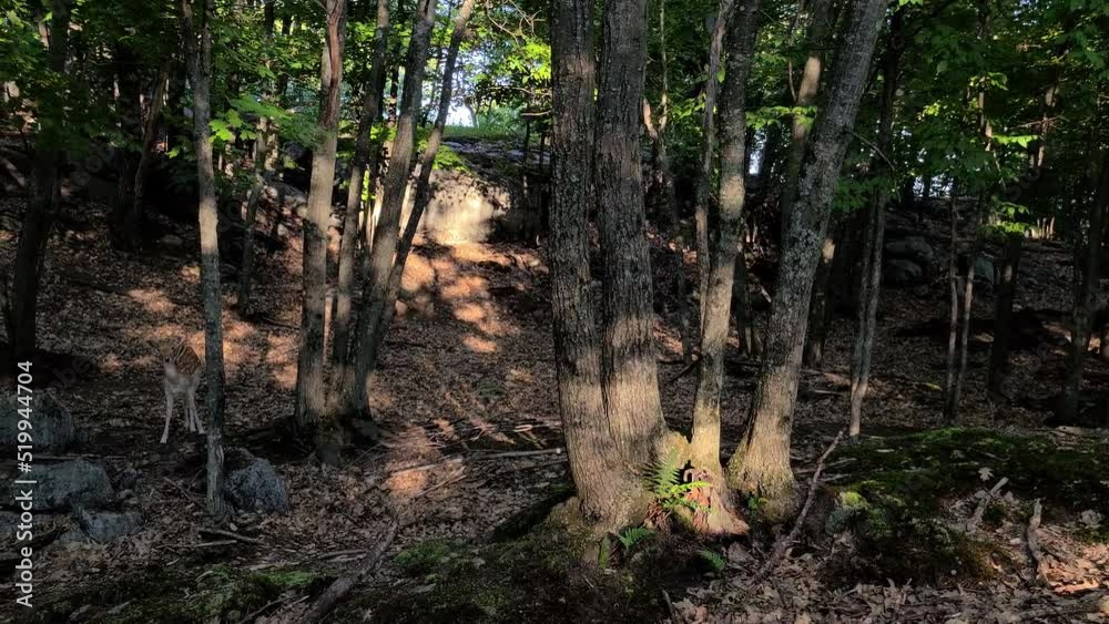 Panorama of dense jungle with a spotted Chital deer standing in the center. Panorama of dense jungle with a spotted Chital deer standing in the center.