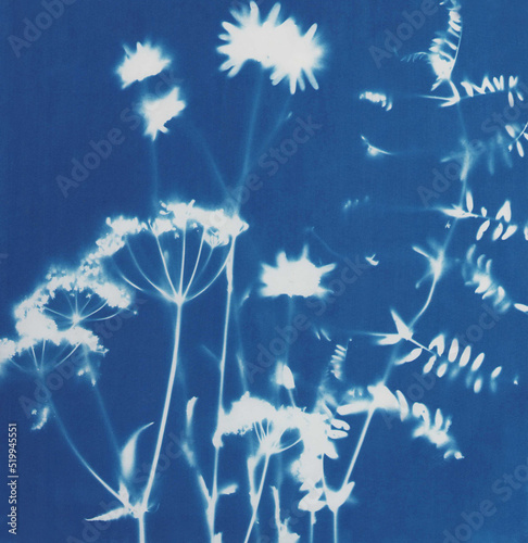 Summer flowers cyanotype blue print. Summer illustration