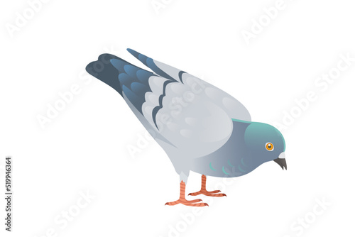 Gray pigeon with green head standing on ground city dove bird vector illustration cartoon animal design