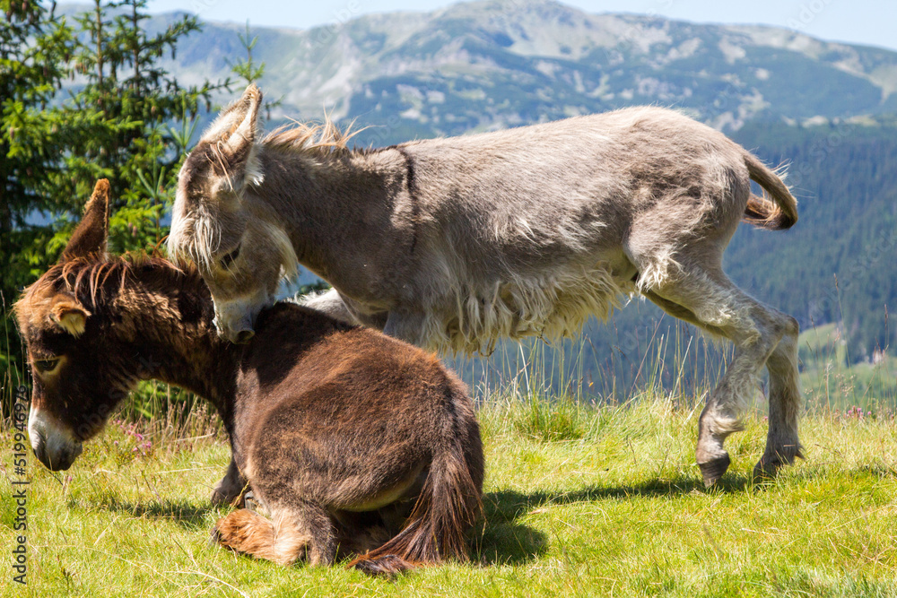 Fototapeta premium Donkey playing