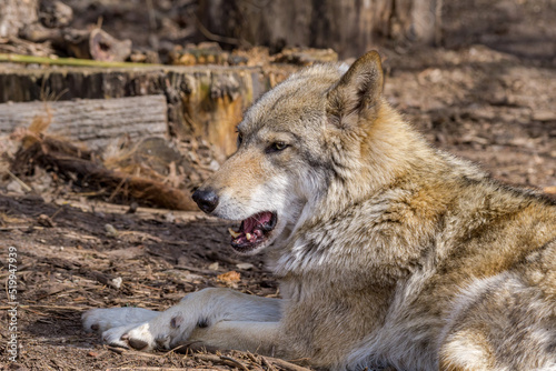 Gray Wolf  Canis lupus 