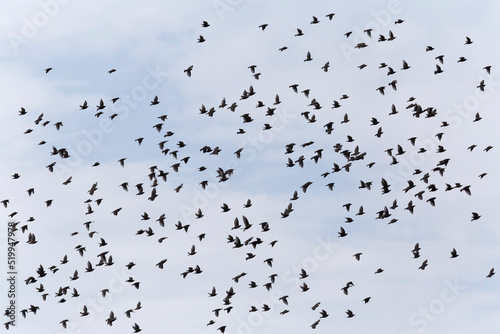 flock of starlings flying in a sky