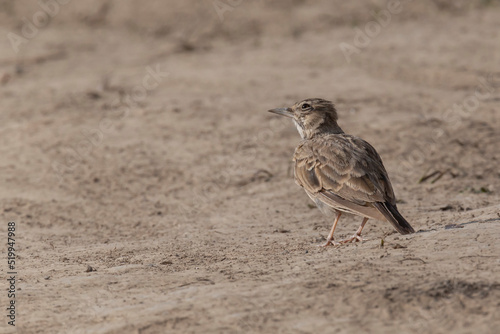 close up of lark standing on ground