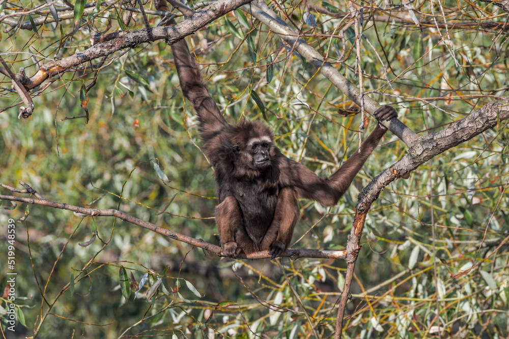 Fototapeta premium Agile Gibbon (Hylobates agilis)