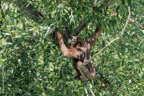 Agile Gibbon  Hylobates agilis 