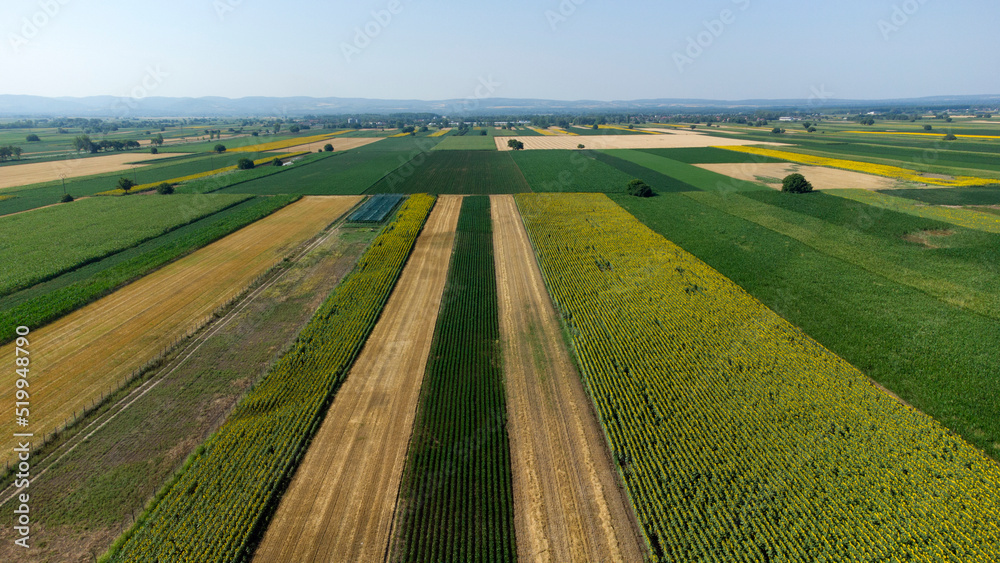 Fototapeta premium blooming sunflower fields in Vojvodina seen from above