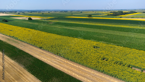 blooming sunflower fields in Vojvodina seen from above © Jana