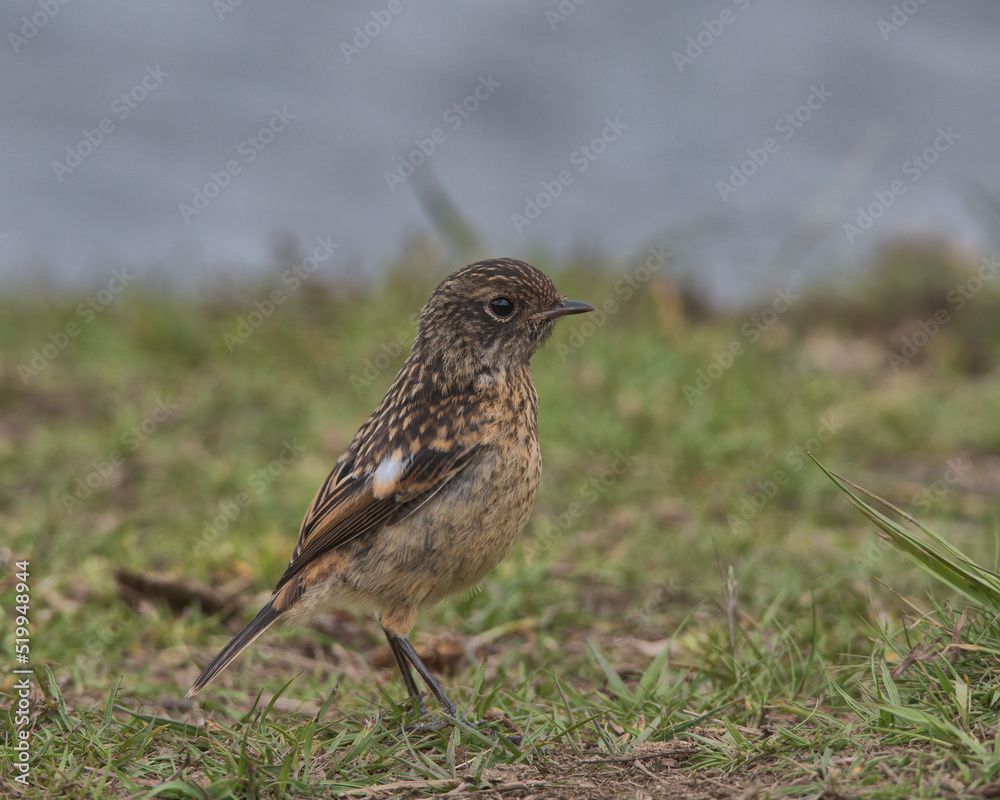 Fledgling Stonechat perched on the ground. Fledgling Stonechat perched on the ground.