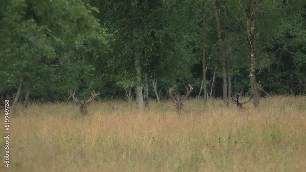 Roe deer graze in the meadow. The animal looks around. A deer is looking for food Roe deer graze in the meadow. The animal looks around. A deer is looking for food