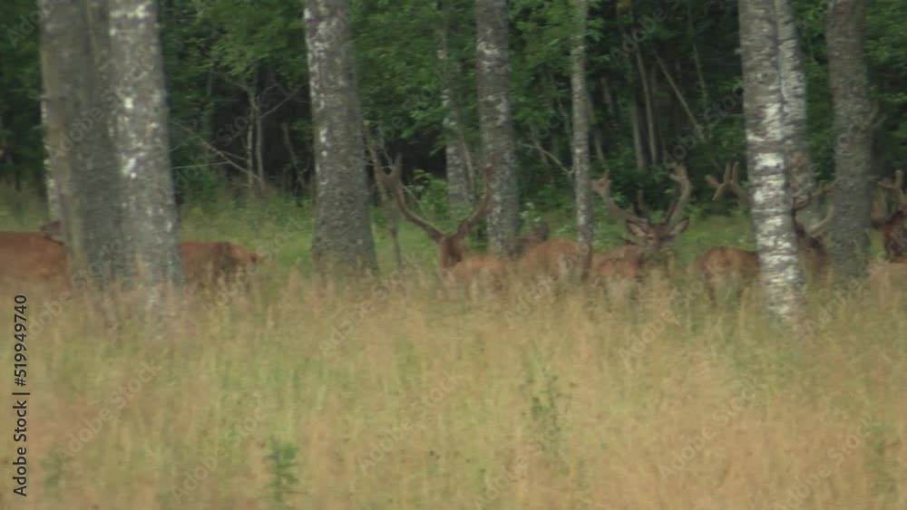 Roe deer graze in the meadow. The animal looks around. A deer is looking for food Roe deer graze in the meadow. The animal looks around. A deer is looking for food