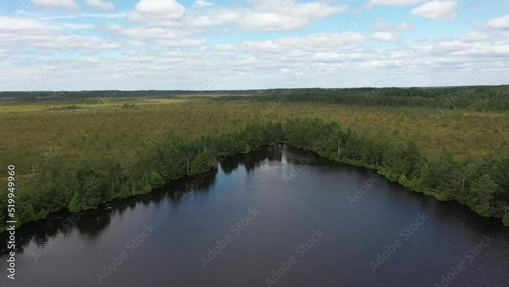 Distant drone video of spruce forest in swamp Distant drone video of spruce forest in swamp