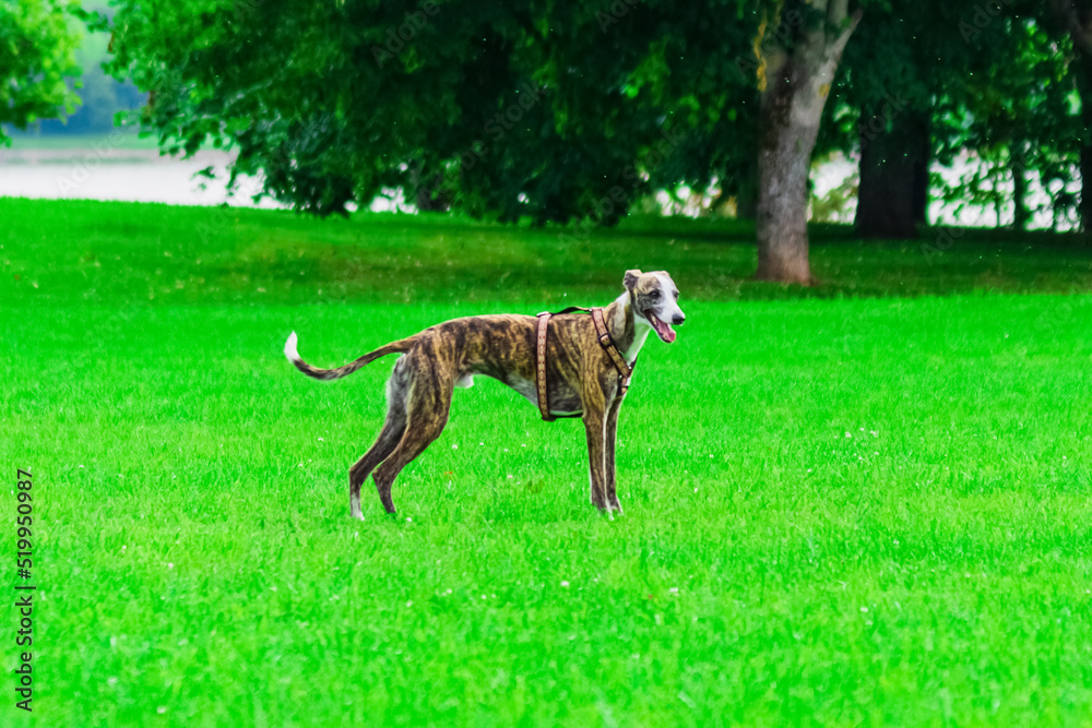 Adorable dog of the breed English greyhound standing at summer green park background.Side view.