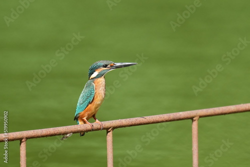 kingfisher in a pond