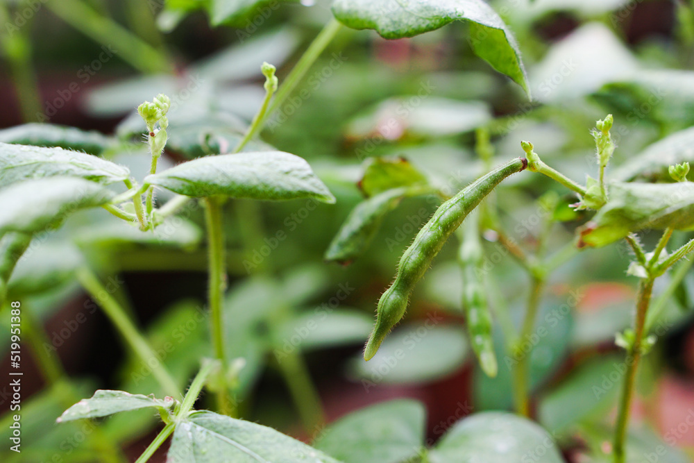 Mung Bean pod is a plant in the legume family. Mung Bean pod is a plant in the legume family.