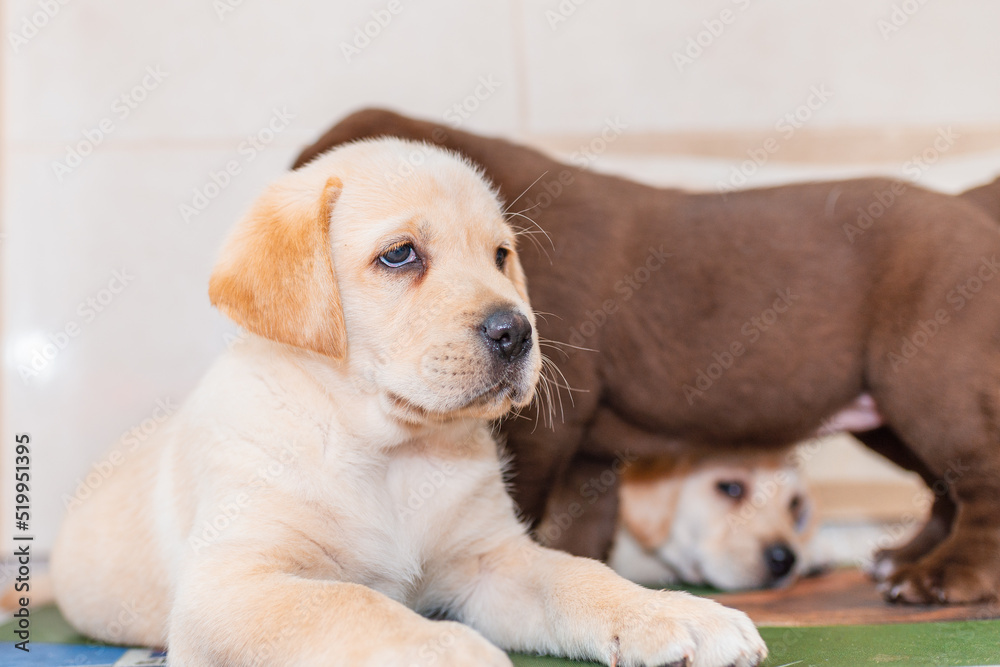 Three Labrador puppies,in front of blurred background.Closeup.Selective focus. Three Labrador puppies,in front of blurred background.Closeup.Selective focus.