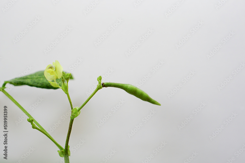Mung Bean pod with mung bean flower is a plant in the legume family. Mung Bean pod with mung bean flower is a plant in the legume family.