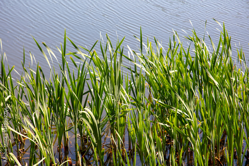 Green reeds near the pond as a background.