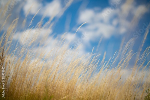 dry yellow grass against the blue sky