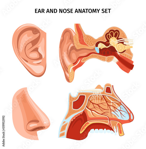 Nose And Ear Anatomy Set