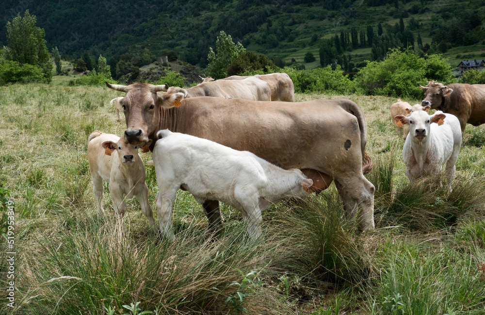 White calf drinking from brown cow, free ranging herd White calf drinking from brown cow, free ranging herd