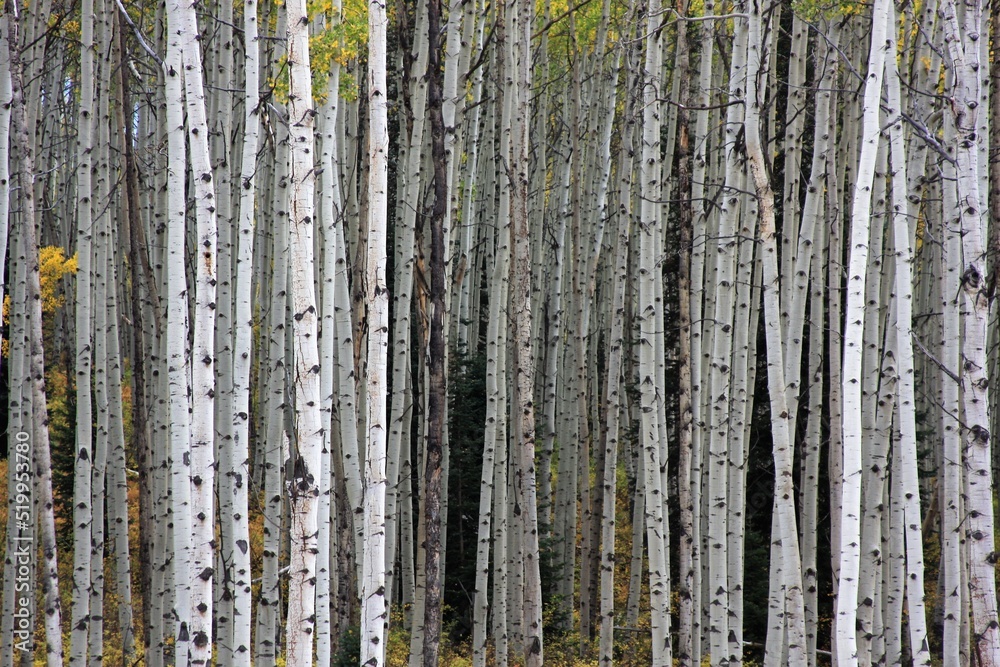 Obraz premium Aspen Trees in Fall