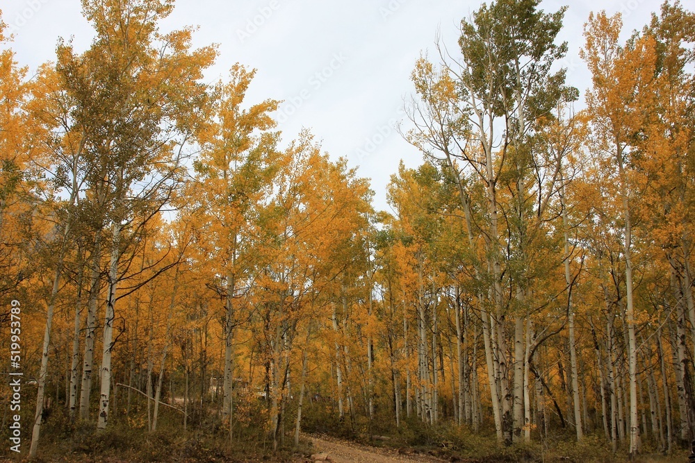 Aspen Trees in Fall