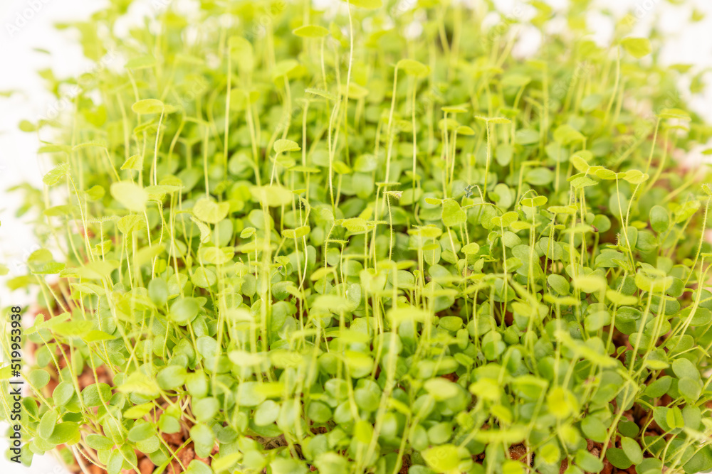 Obraz premium Microgreen plants for a healthy diet