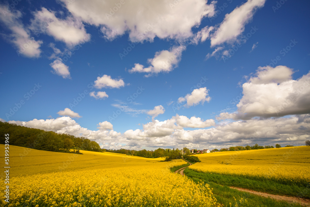 Fototapeta premium Yellow blooming rapeseed field. Canola is an agricultural plant for the production of oil and fuel. Summer landscape